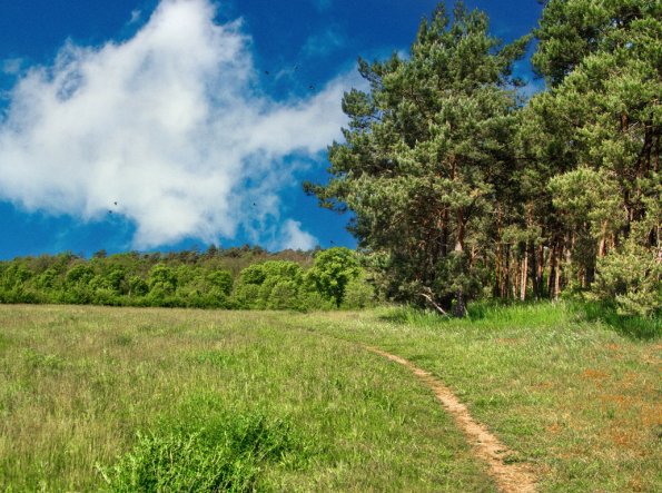 landschaft_183
