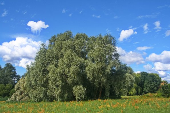 landschaft_194