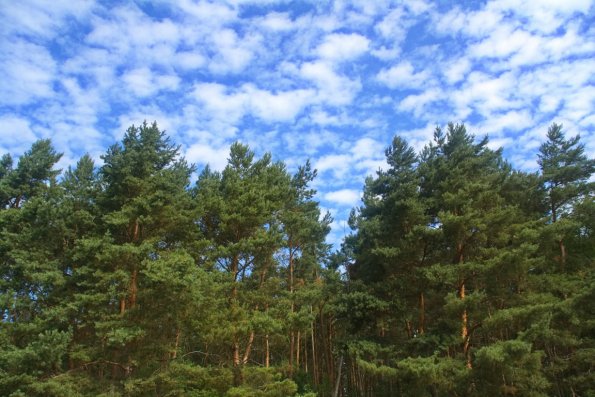 landschaft_191